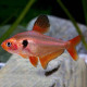 Tetra serpae Lmdlm