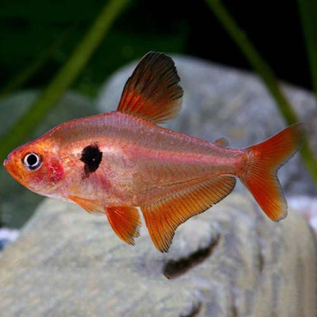 Tetra serpae Lmdlm