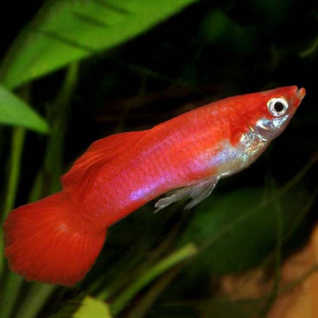 Guppy male L Lmdlm