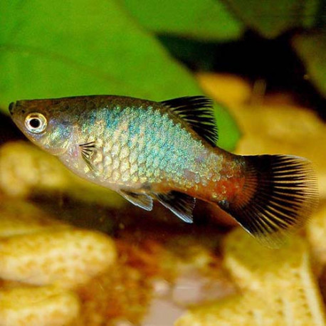 Platy Lmdlm