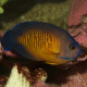 Centropyge Bispinosus Lmdlm
