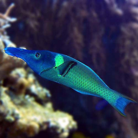 Gomphosus Varius F  (Labre oiseau) Lmdlm