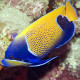 Pomacanthus Navarchus Adulte (Le Poisson-ange amiral) Lmdlm