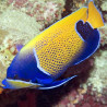 Pomacanthus Navarchus Adulte (Le Poisson-ange amiral) Lmdlm
