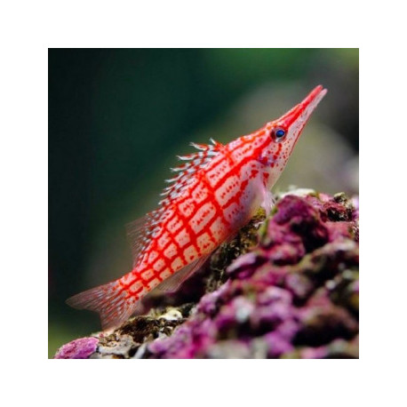 Oxycirrhitus typus Lmdlm