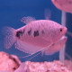 Gourami bleu Lmdlm