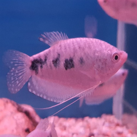 Gourami bleu Lmdlm