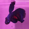 Betta splendens Lmdlm