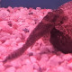 Hypostomus plecostomus (Pleco) LMDLM