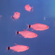 Moenkhausia oligolepis Lmdlm