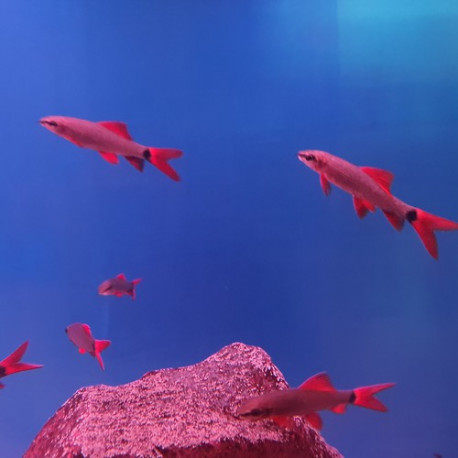 Labeo frenatus  red finned sharks LMDLM