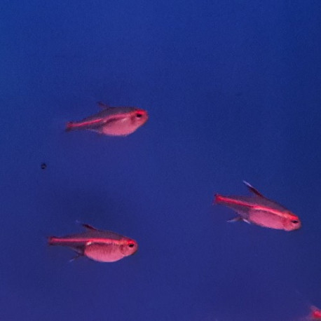Neon rose (Hemigrammus erythrozonus) Lmdlm