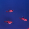 Neon rose (Hemigrammus erythrozonus) Lmdlm