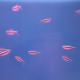 Neon noir (Hyphessobrycon herbertaxelrodi) Lmdlm