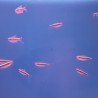 Neon noir (Hyphessobrycon herbertaxelrodi) Lmdlm