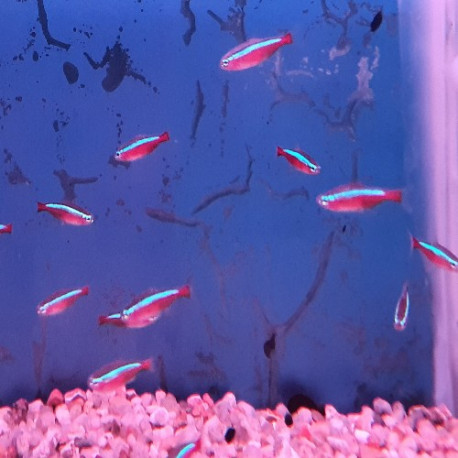 Neon cardinalis (Paracheirodon axelrodi) Lot 10 pcs Lmdlm