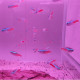 Neon (Paracheirodon innesi) Lot de 10 pcs Lmdlm