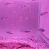 Neon (Paracheirodon innesi) Lot de 10 pcs Lmdlm