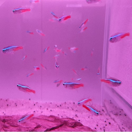 Neon (Paracheirodon innesi) Lmdlm