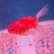 Cassius auratus GOLD FISH Lmdlm