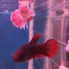 Betta splendens Lmdlm