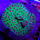 Cyphastrea LMDLM