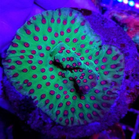 Cyphastrea LMDLM