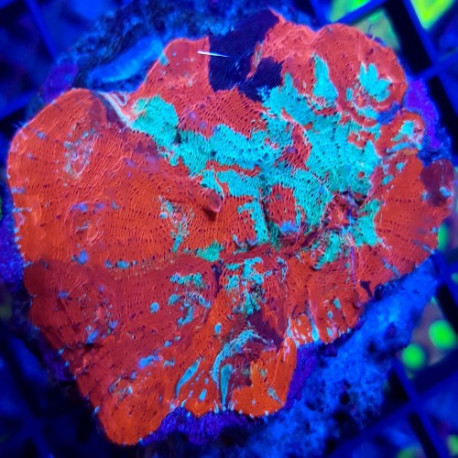 Echinophyllia LMDLM