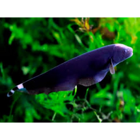 Apteronotus albifrons Lmdlm