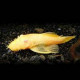 Ancistrus albino Lmdlm