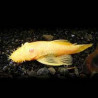 Ancistrus albino Lmdlm