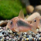 Corydoras aeneus / schultzei Lmdlm