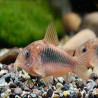 Corydoras aeneus / schultzei Lmdlm