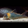 Corydoras egues Lmdlm