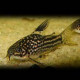 Corydoras elegans Lmdlm