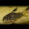 Corydoras elegans Lmdlm