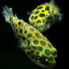 Tetraodon nigroviridis Lmdlm