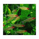 Hemigrammus rhodostomus Lmdlm