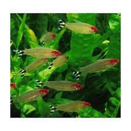 Hemigrammus rhodostomus Lmdlm