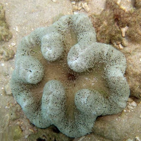 Stichodactyla Haddoni Lmdlm
