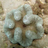 Stichodactyla Haddoni Lmdlm