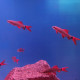 Labeo frenatus  red finned sharks LMDLM