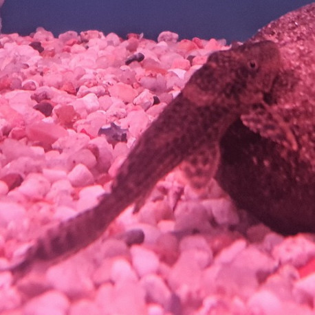 Hypostomus plecostomus (Pleco) LMDLM