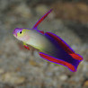 Nemateleotris decora Lmdlm