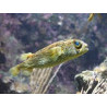 Arothron Hispidus M (Poisson ballon géant) Lmdlm