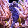 Hippocampe reidi (5-6cm) Lmdlm