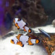 Amphiprion ocellaris black ice Lmdlm