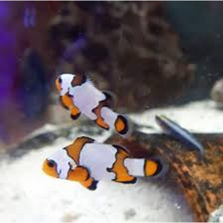 Amphiprion ocellaris black ice Lmdlm