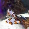Amphiprion ocellaris black ice Lmdlm