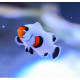 Amphiprion percula platinum Lmdlm